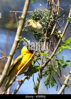 Männlichen und Weiblichen afrikanischen Schwarzen vorangegangen Weaver Vogel (Ploceus melanocephalus) Aufbau eines Nes. Auch Gelbe gesichert Weber Stockfoto