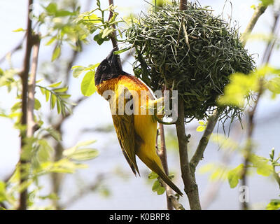 Männliche afrikanischen Schwarzen vorangegangen Weaver Vogel (Ploceus melanocephalus) besetzt Weben ein Nest, alias Gelb Weber gesichert Stockfoto