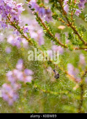 Nahaufnahme makro Blick auf Spinnen (Araneae) im Freien bau Spinnennetz mit lila Heidekraut (Calluna vulgaris) oder gemeinsame Heather Model Release: Nein Property Release: Nein. Stockfoto