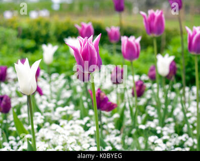 Park Feld von lila und weißen Tulpen Stockfoto