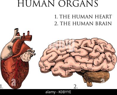 Humanbiologie, Organe Anatomie Abbildung. gravierte handgezeichnete im alten Skizze und Vintage-Stil. Körper, Seele, Herz oder Schädeldecke und detaillierte Gehirn. Stock Vektor