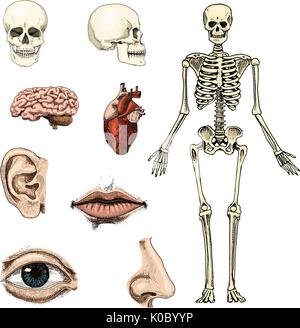 Humanbiologie, Anatomie Abbildung. gravierte handgezeichnete im alten Skizze und Vintage-Stil. Schädel oder Skelett Silhouette. Knochen des Körpers. Lippen und Nase Ohr. Hirn und Herz. Stock Vektor