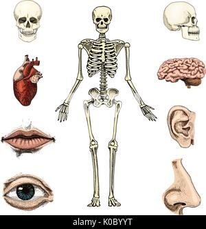 Humanbiologie, Anatomie Abbildung. gravierte handgezeichnete im alten Skizze und Vintage-Stil. Schädel oder Skelett Silhouette. Knochen des Körpers. Lippen und Nase Ohr. Hirn und Herz. Stock Vektor