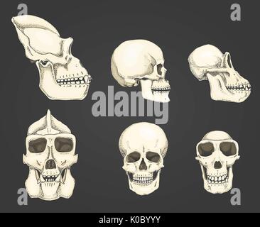 Mensch und Schimpanse, Gorilla. Biologie und Anatomie-Illustration. gravierte handgezeichnete im alten Skizze und Vintage-Stil. Affe Schädel oder Skelett oder Knochen Silhouette. Vorderansicht oder Gesicht und Profil. Stock Vektor