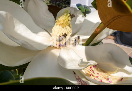 Wespen auf den Blumen der Magnolia grandiflora Spectabilis, die südliche Magnolia. Die stark duftenden Blumen haben einen starken Zitronenduft Stockfoto