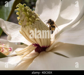 Wespen auf den Blumen der Magnolia grandiflora Spectabilis, die südliche Magnolia. Hghly duftende Blüten locken Insekten durch einen starken Zitronenduft Stockfoto