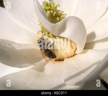 Wespen auf den Blumen der Magnolia grandiflora Spectabilis, die südliche Magnolia. Hghly duftende Blüten locken Insekten durch einen starken Zitronenduft Stockfoto