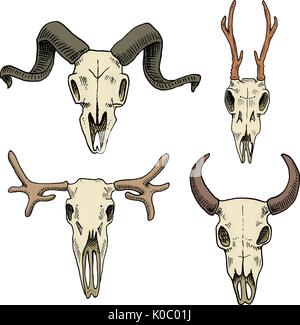 Biologie oder Anatomie-Illustration. gravierte handgezeichnete im alten Skizze und Vintage-Stil. Schädel oder Skelett Silhouette. Elch und Reh, Bison oder Bergziege. Tiere mit Hörnern. Stock Vektor
