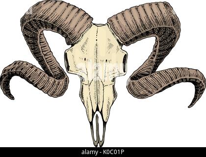 Biologie oder Anatomie-Illustration. gravierte handgezeichnete im alten Skizze und Vintage-Stil. Schädel oder Skelett Silhouette. RAM oder Schafe und Hammelfleisch. Tiere mit Hörnern. Stock Vektor