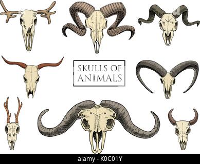 Anatomie-Illustration. gravierte handgezeichnete im alten Skizze und Vintage-Stil. Schädel-Set oder Skelett. Bull und Bergziege oder Büffel. Tiere mit Hörnern. RAM oder Schafe. Elche und Rehe oder Bison. Stock Vektor