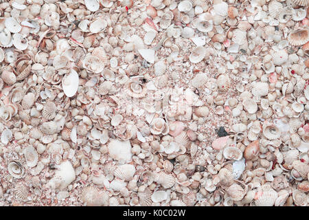 Blick von oben auf die Muscheln Hintergrund Stockfoto