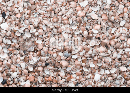 Blick von oben auf die Muscheln Hintergrund Stockfoto