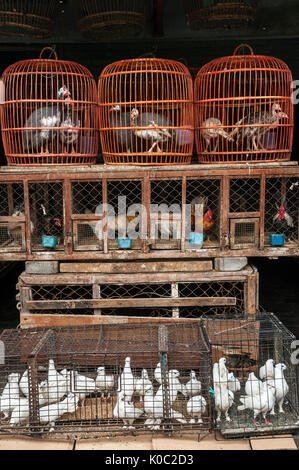 Käfig mit Vögel an der Vogel- und Tierarten Markt in Denpasar, Bali, Indonesien gefüllt. Stockfoto