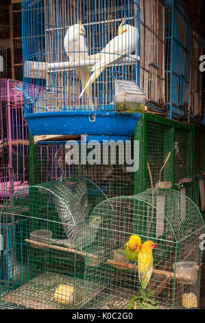 Käfig mit Vögel an der Vogel- und Tierarten Markt in Denpasar, Bali, Indonesien gefüllt. Stockfoto