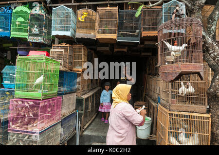 Holzkäfige voller Vögel auf den Vogel und Tier Markt in Denpasar, Süd Bali, Indonesien. Stockfoto