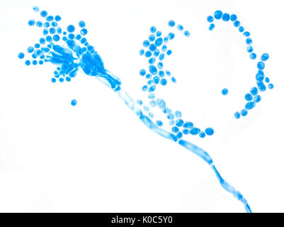 Helle Feld Aufnahme von Penicillium Schimmel (gefärbt mit blau Methyl), dargestellt Fläche ist etwa 160 Mikrometer breit Stockfoto
