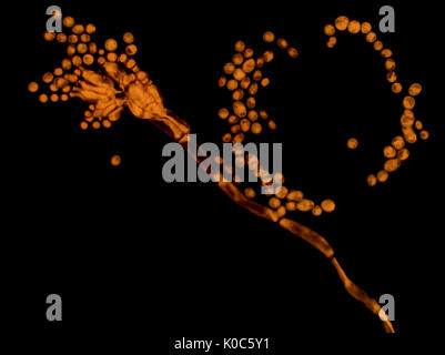 Invertiert hell Feld Aufnahme von Penicillium Schimmel (gefärbt mit blau Methyl), dargestellt Fläche ist etwa 160 Mikrometer breit Stockfoto