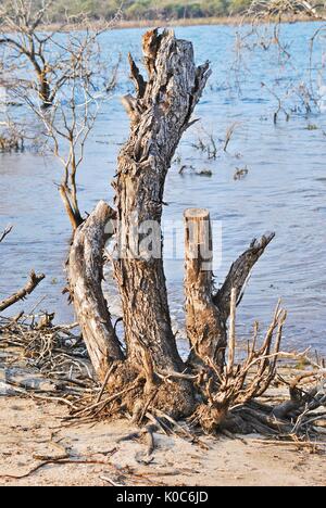 Eine gebrochene Baumstumpf bleibt auf einem See ufer nach schweren Überschwemmungen Stockfoto