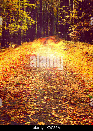 Filmkorn Wirkung. Pfad zu den Buchenwäldern im frühen Herbst Wald führt. Die frischen Farben der Blätter, gelb-grüne Blätter Stockfoto
