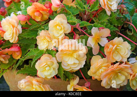 In der Nähe von wunderschönen Pfirsichfarbene trailing Begonien Blumen in einem Terrakottatopf. Stockfoto