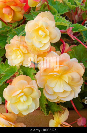 In der Nähe von wunderschönen Pfirsichfarbene trailing Begonien Blumen in einem Terrakottatopf. Stockfoto