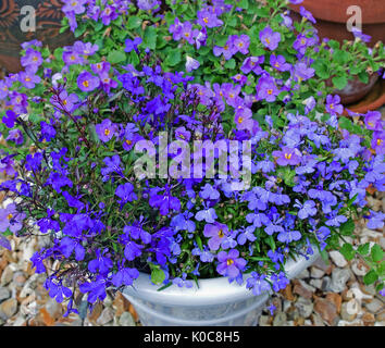 Lobelia Crystal Palace, Lobelia Cambridge Blau und Lila Bacopa Blüte in Weiß glasiert Topf auf ornamentale Kies Terrasse. Stockfoto