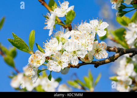 Kirschbäume im Frühling, Prunus avium, Schweiz Stockfoto