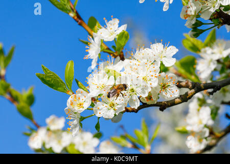 Kirschbäume im Frühling, Prunus avium, Schweiz Stockfoto