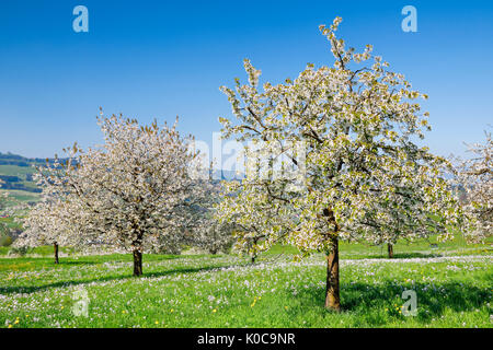 Kirschbäume im Frühling, Prunus avium, Schweiz Stockfoto