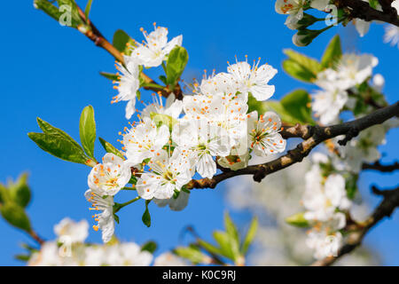 Kirschbäume im Frühling, Prunus avium, Schweiz Stockfoto