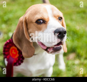 Die Barlow Jagd Dog Show - Porträt einer Familie Haustier Beagle Hund mit seiner Rosette für Gewinnen seiner Klasse Stockfoto