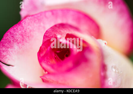 Detail der Kopf der kleinen roten Rose. Kleine Blume mit Wassertropfen. Closeup top Seite. Schöne leuchtende Farben. Stockfoto