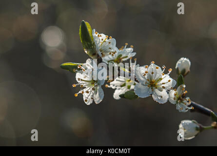 Im Frühling blühen von Blackthorn baum Tau. Stockfoto