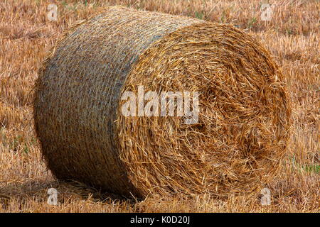 Diese Jahre Ernte von Weizen durch die lokalen Bauern mit einem "Mähdrescher" aus dem Ballen oder Rollen der Stengel sauber aufgerollt geerntet worden ist. Stockfoto