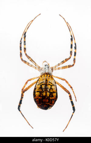 Goldener Seide Orb Weaver in Kunstharz Stockfoto