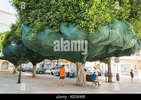 Ficus Bäume mit Verrechnung Abdeckungen, Früchte und Blätter eine klebrige auf dem Platz in der spanischen Stadt Moraira, Costa Blanca, Spanien zu verhindern Stockfoto