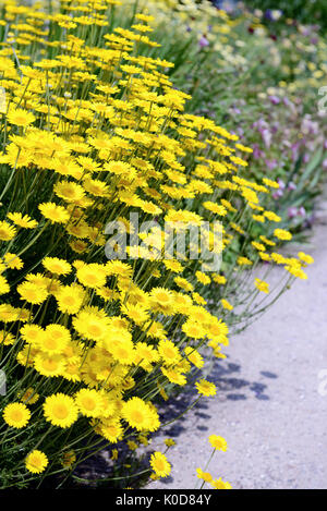 Blumenbeet von Golden marguerite (anthemis dolmetsch). Stockfoto