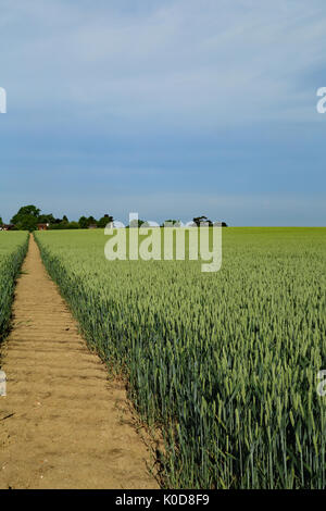 Fußweg durch Weizenfeld als 'Krankenhaus' von Canterbury Road, Brabourne Lees, Ashford, Kent, England, Vereinigtes Königreich bekannt Stockfoto