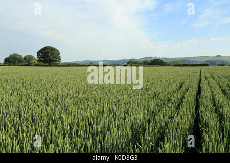 Weizenfeld zwischen Lees Road und Canterbury Road als 'Krankenhaus', Brabourne Lees, Ashford, Kent, England, Vereinigtes Königreich bekannt Stockfoto