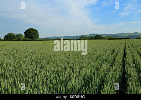 Weizenfeld zwischen Lees Road und Canterbury Road als 'Krankenhaus', Brabourne Lees, Ashford, Kent, England, Vereinigtes Königreich bekannt Stockfoto