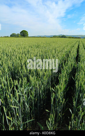 Weizenfeld als 'Krankenhaus' von Canterbury Road, Brabourne Lees, Ashford, Kent, England, Vereinigtes Königreich bekannt Stockfoto