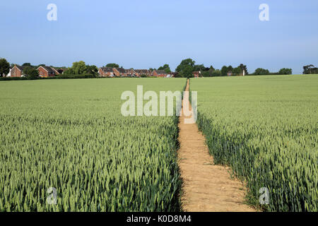 Fußweg durch Weizenfeld als 'Krankenhaus' von Canterbury Road, Brabourne Lees, Ashford, Kent, England, Vereinigtes Königreich bekannt Stockfoto