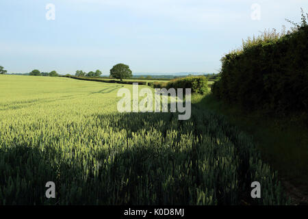 Weizenfeld als 'Krankenhaus' von Canterbury Road, Brabourne Lees, Ashford, Kent, England, Vereinigtes Königreich Stockfoto