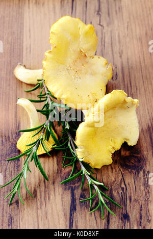 frischen Pfifferlingen golden Pilz auf Holztisch Hintergrund mit Rosmarin-Zweig. Kraut. Stockfoto