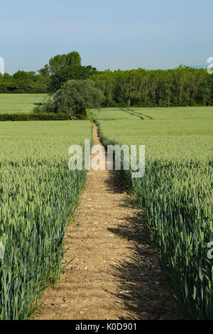 Fußweg durch Weizenfeld von Canterbury Road, Brabourne Lees, Ashford, Kent, England, Vereinigtes Königreich Stockfoto