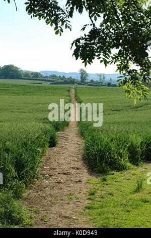 Fußweg durch Weizenfeld als 'Krankenhaus' von Lees Road, Brabourne Lees, Ashford, Kent, England, Vereinigtes Königreich bekannt Stockfoto