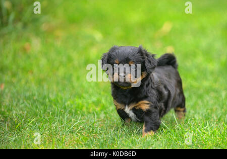 Cute pekingese puppy dog auf Gras Stockfoto