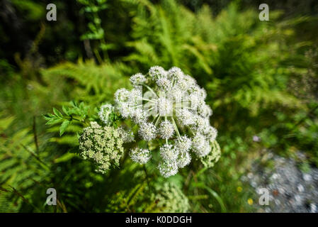 Heracleum sosnowskyi im Wald an einem sonnigen Sommertag in Norwegen in den Bergen wächst. Stockfoto