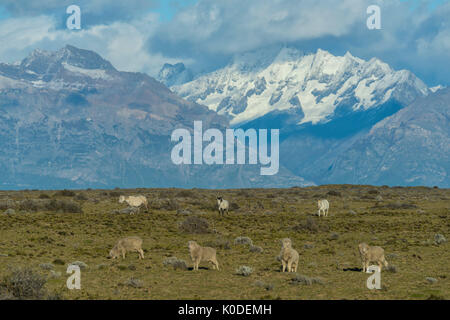 Südamerika, Argentinien, Patagonien, Anden und Pferde Stockfoto