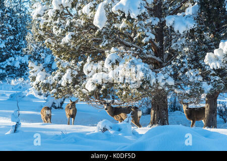 USA, Oregon, Bend, Hirsche im Winter Stockfoto